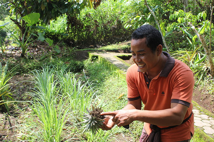1 ts bali dewa pointing out how pineapples are grown on the garden tour2resizedforweb